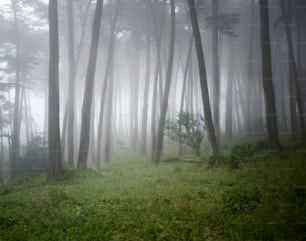 アメリカ、カリフォルニア、サンフランシスコ、プレシディオ、森の中のヒノキの木を囲む霧