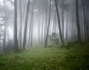 USA, California, San Francisco, The Presidio, Fog surrounding Cypress trees in forest