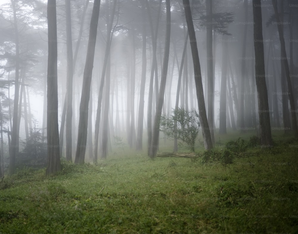 미국, 캘리포니아, 샌프란시스코, 프레시디오, 숲의 사이프러스 나무를 둘러싼 안개