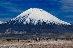 a group of animals standing in front of a snow covered mountain