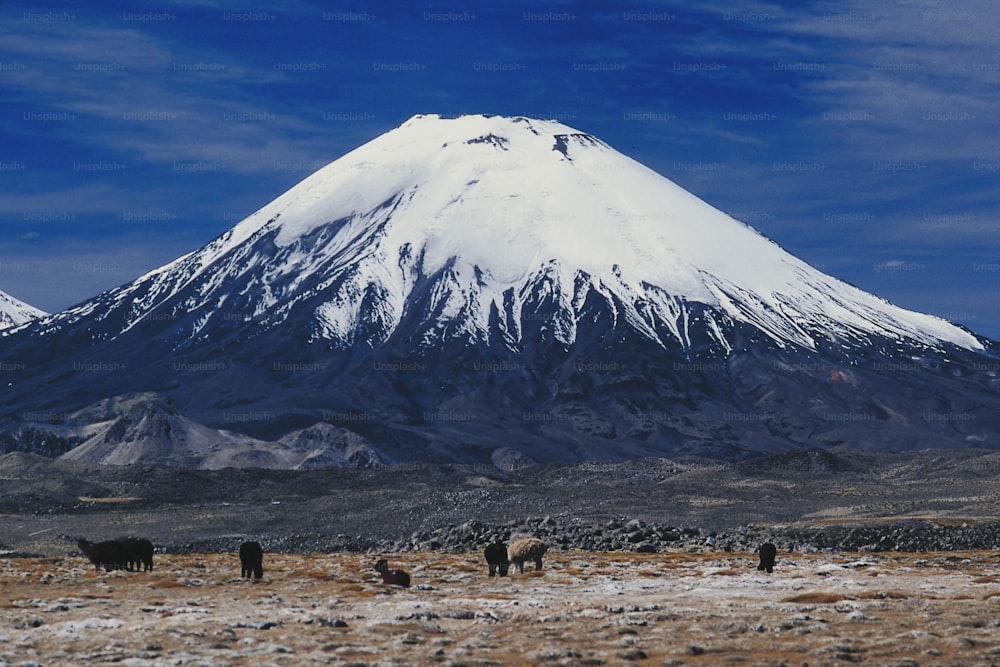 a group of animals standing in front of a snow covered mountain