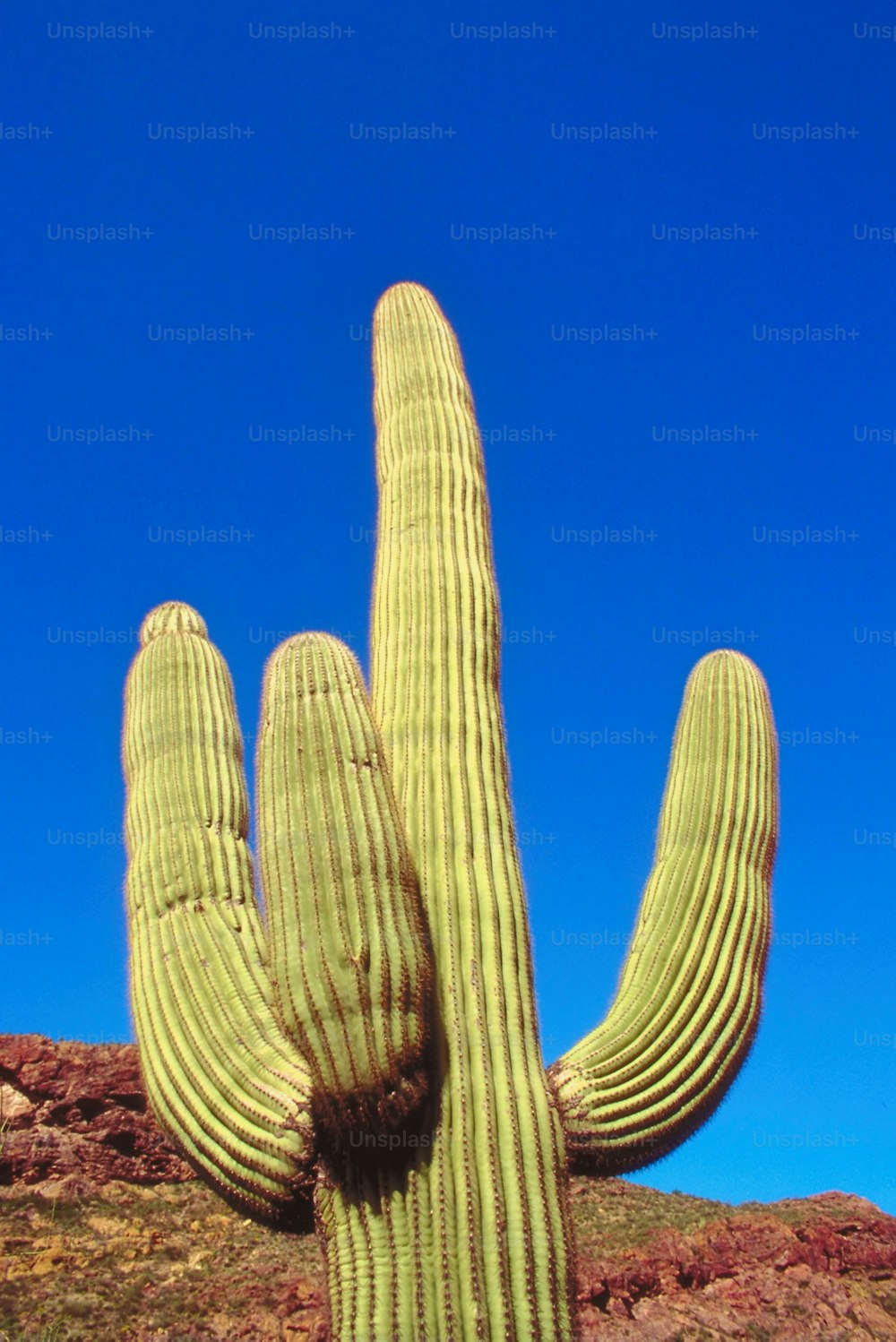 a large green cactus with a blue sky in the background