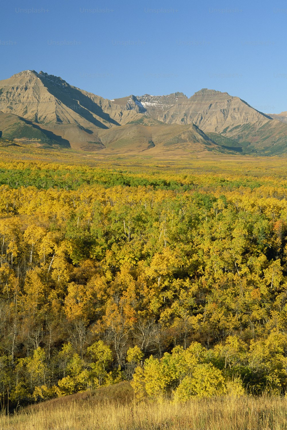 a large field with a mountain range in the background