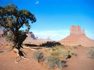 a tree in the desert with a mountain in the background