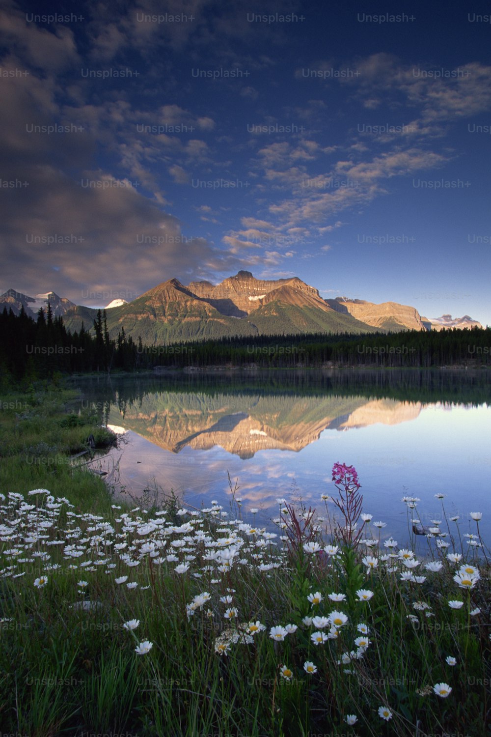 a lake surrounded by grass and flowers with a mountain in the background