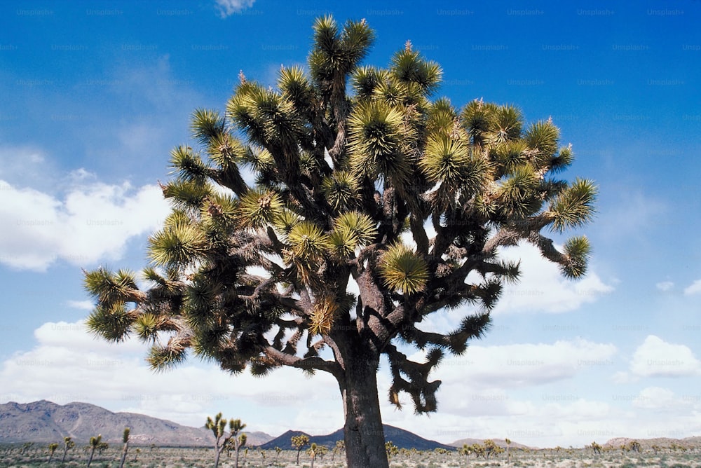 a large tree in the middle of a desert