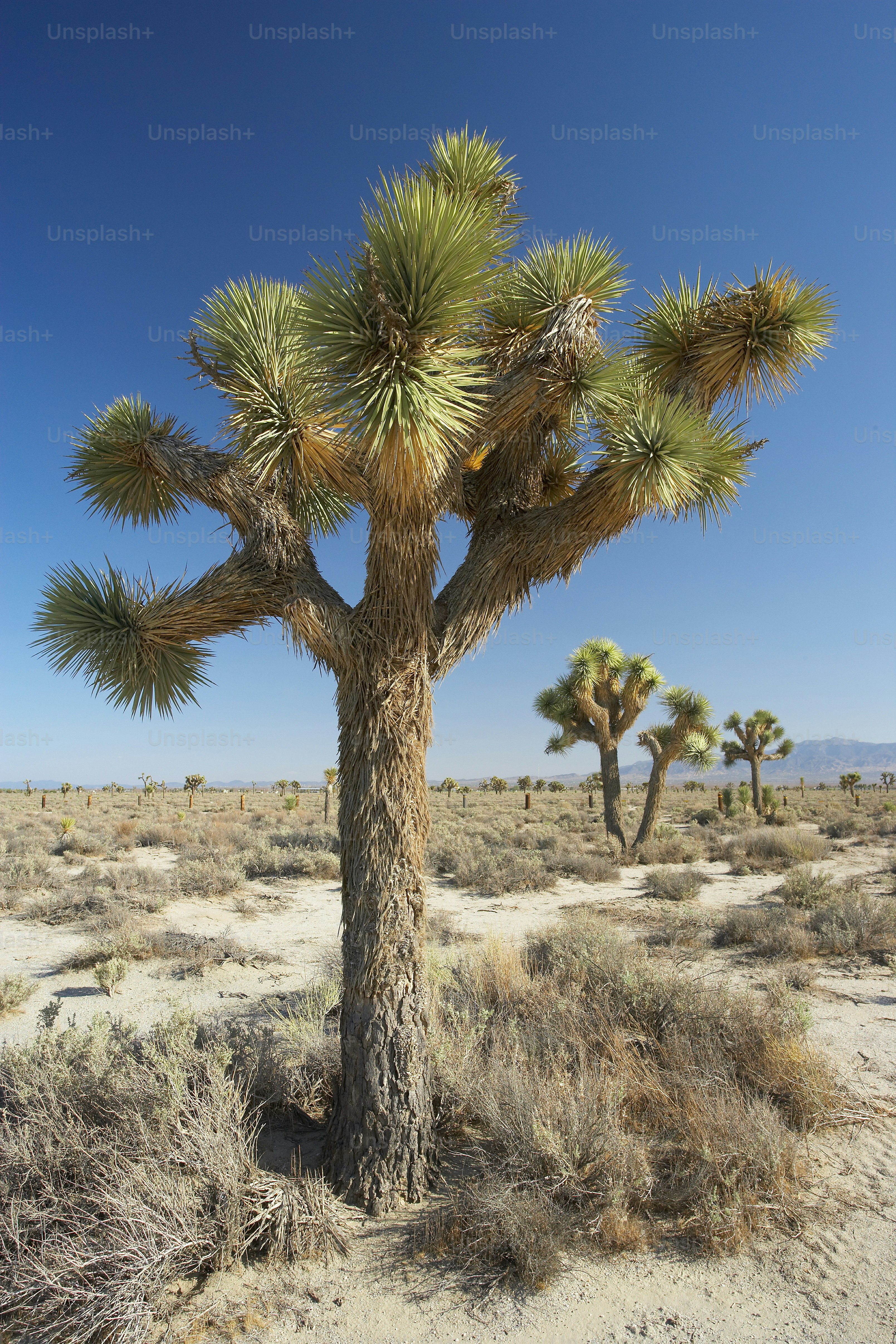 a joshua tree in the middle of a desert