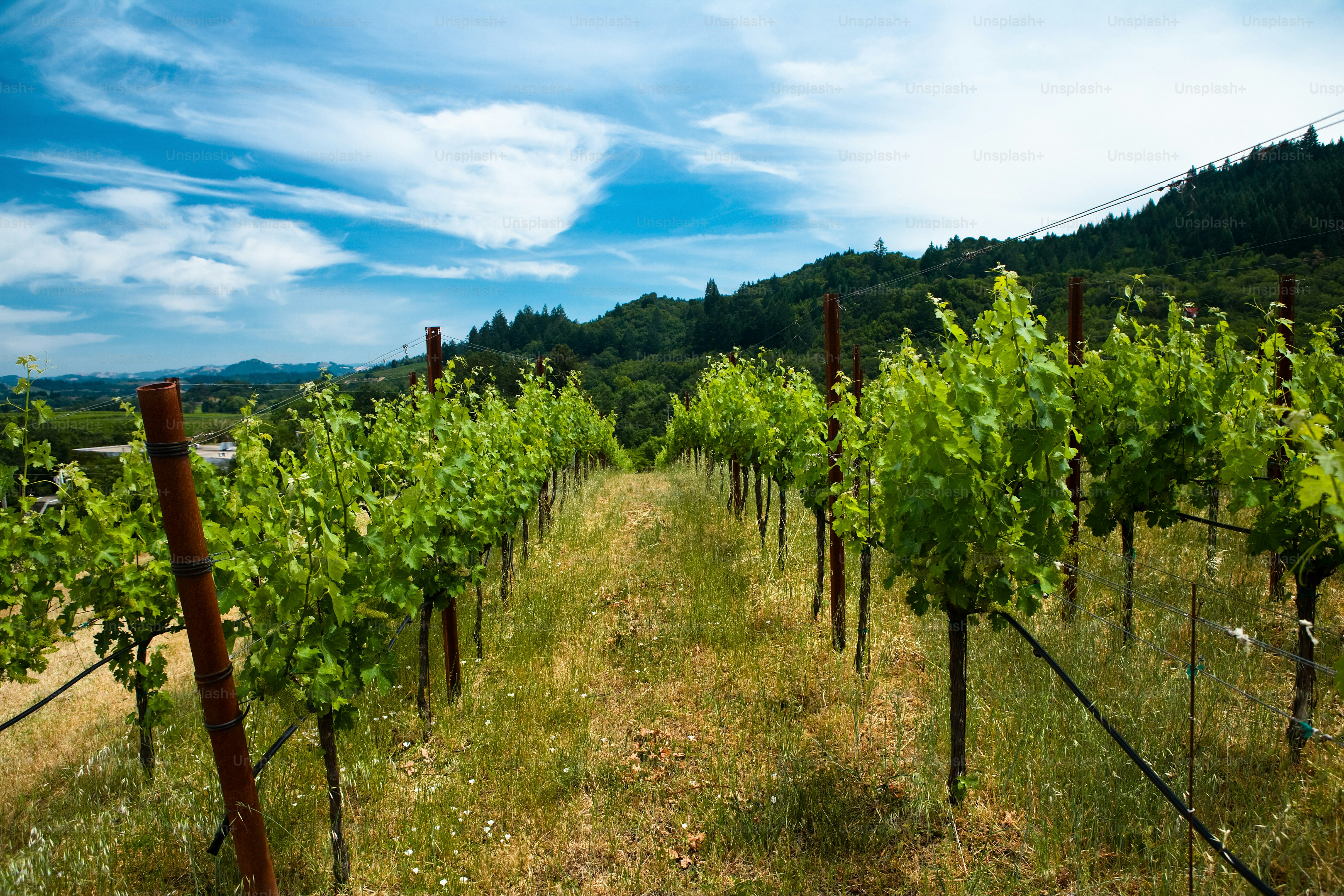 rows of vines in a vineyard on a sunny day