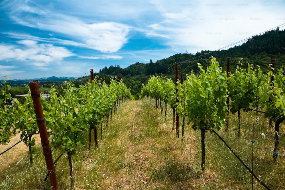 rows of vines in a vineyard on a sunny day