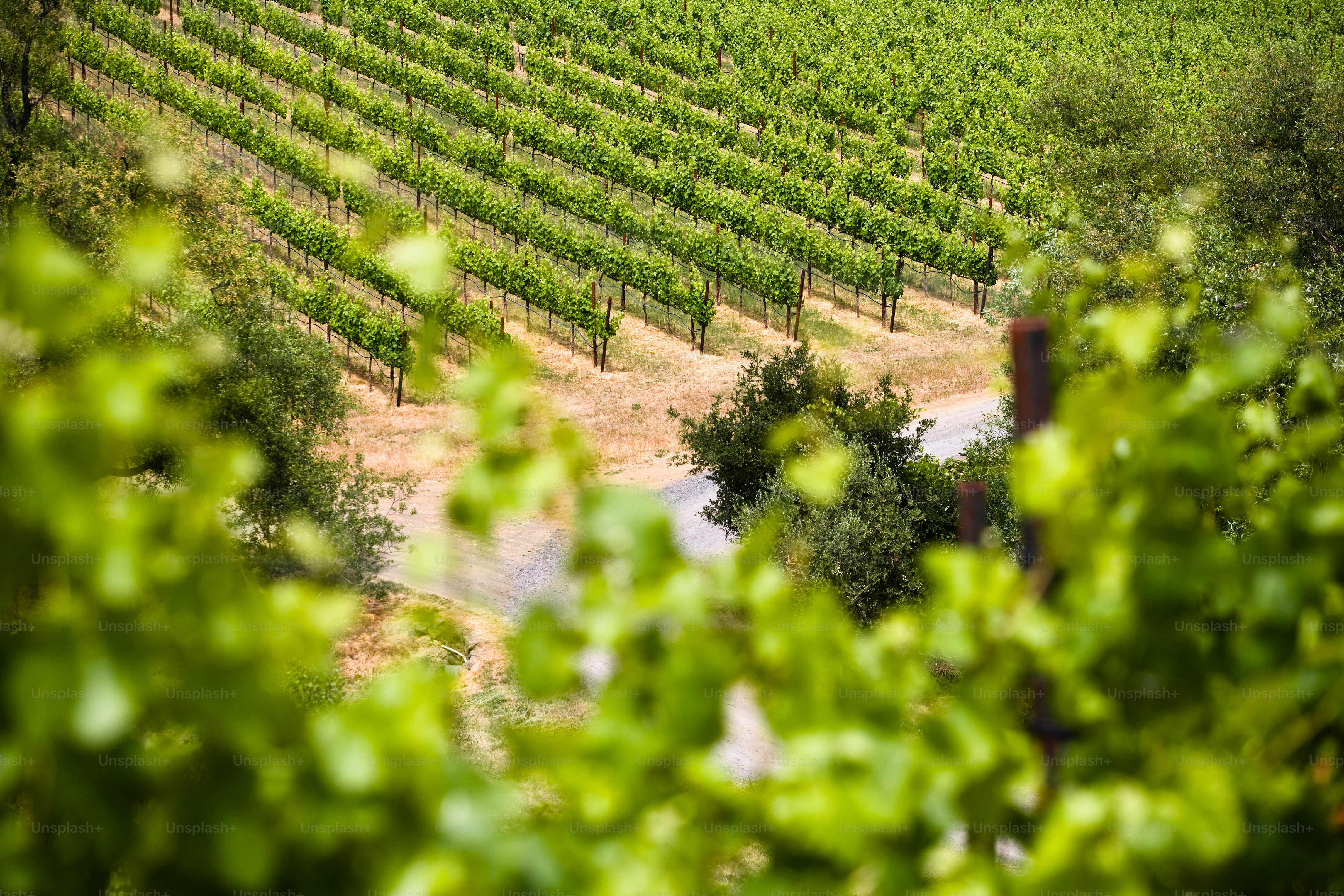 Vue aérienne d’un vignoble à la campagne