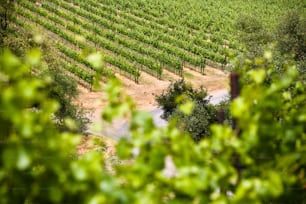 an aerial view of a vineyard in the countryside