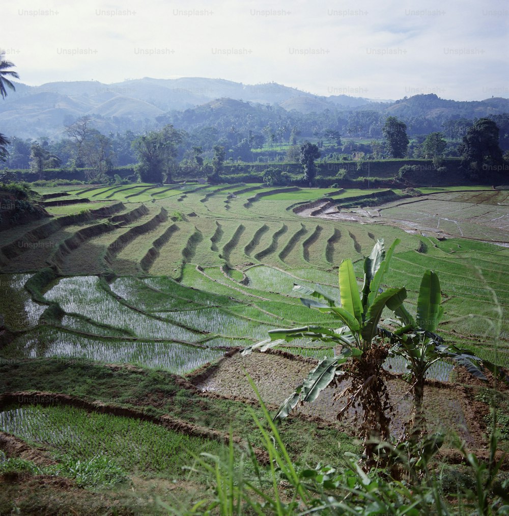 uma vista de um campo de arroz à distância