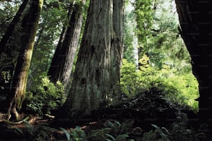 a group of tall trees in a forest