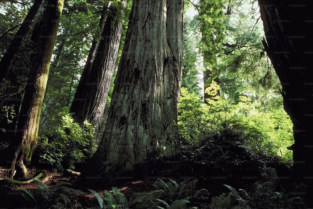 a group of tall trees in a forest