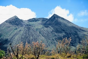 une vue d’une chaîne de montagnes depuis une zone herbeuse