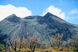 una vista de una cadena montañosa desde una zona cubierta de hierba