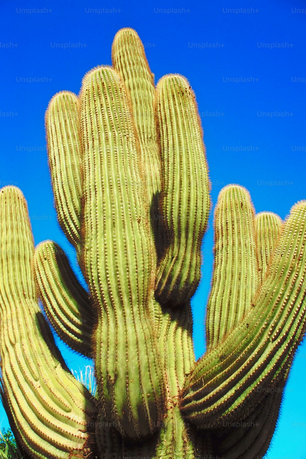 Un gran cactus verde con un cielo azul en el fondo