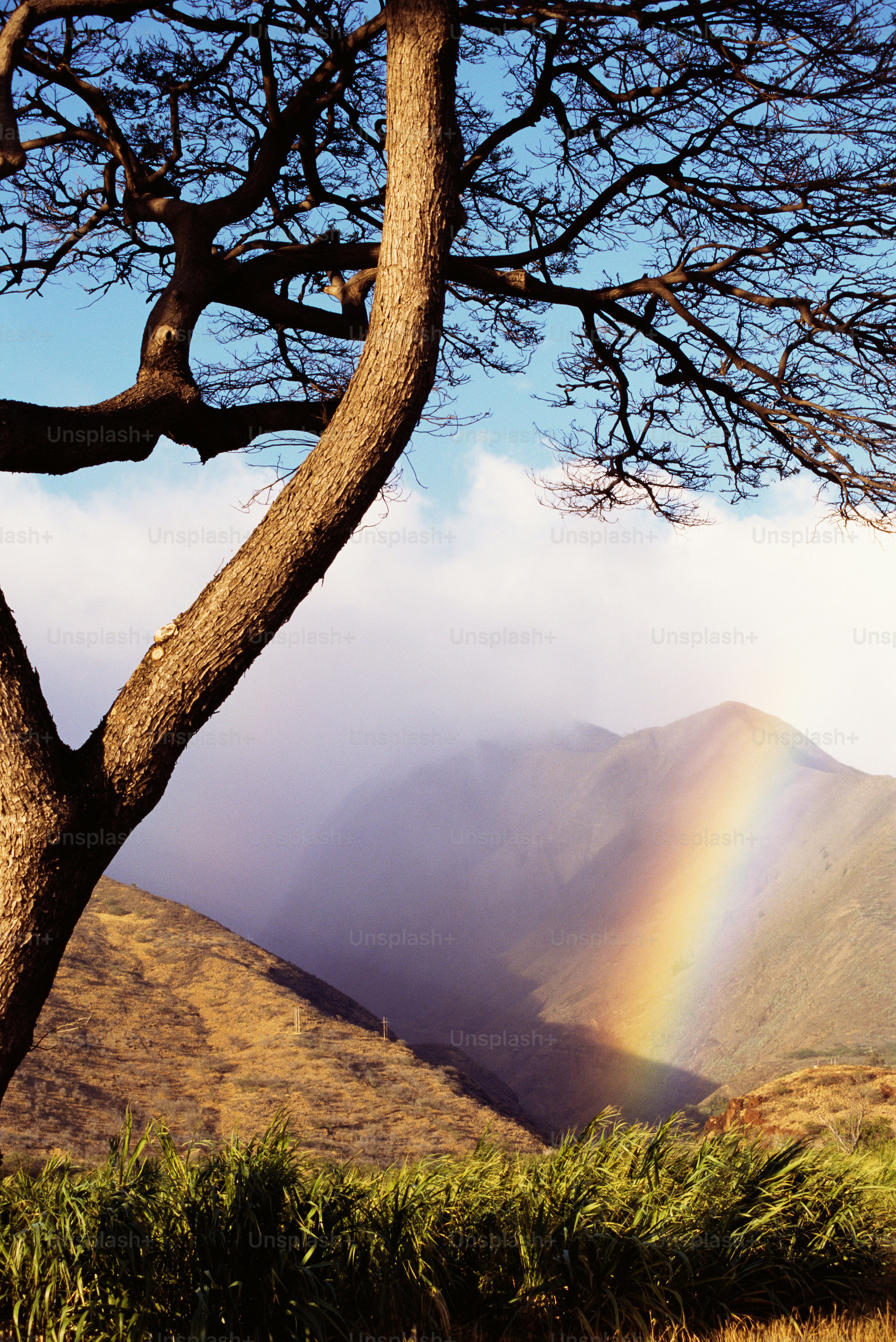 a tree with a rainbow in the background