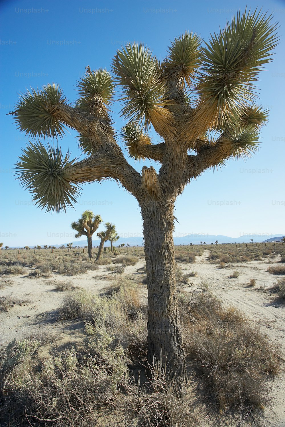 砂漠の真ん中にあるジョシュアの木
