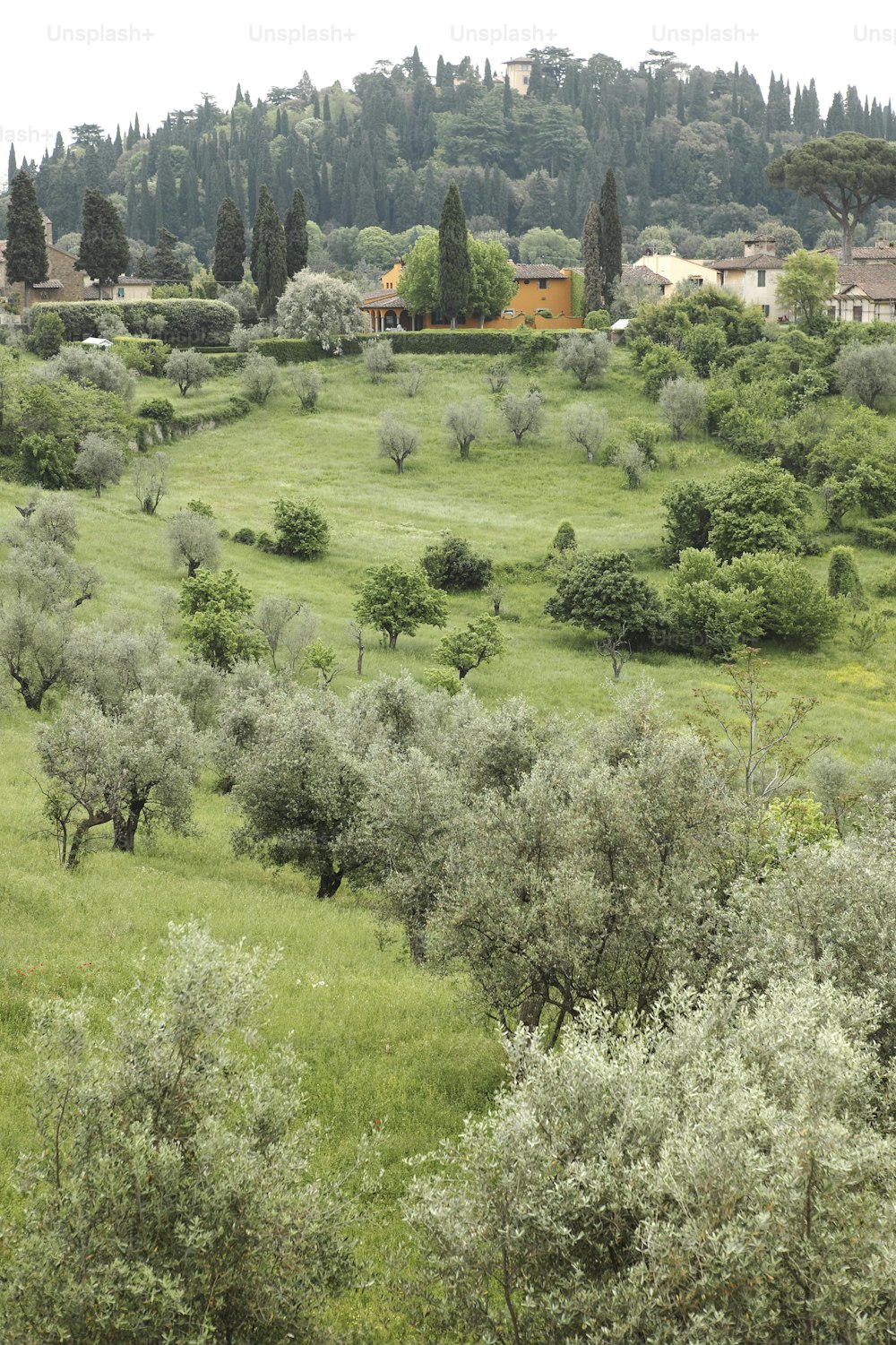 a lush green hillside covered in lots of trees