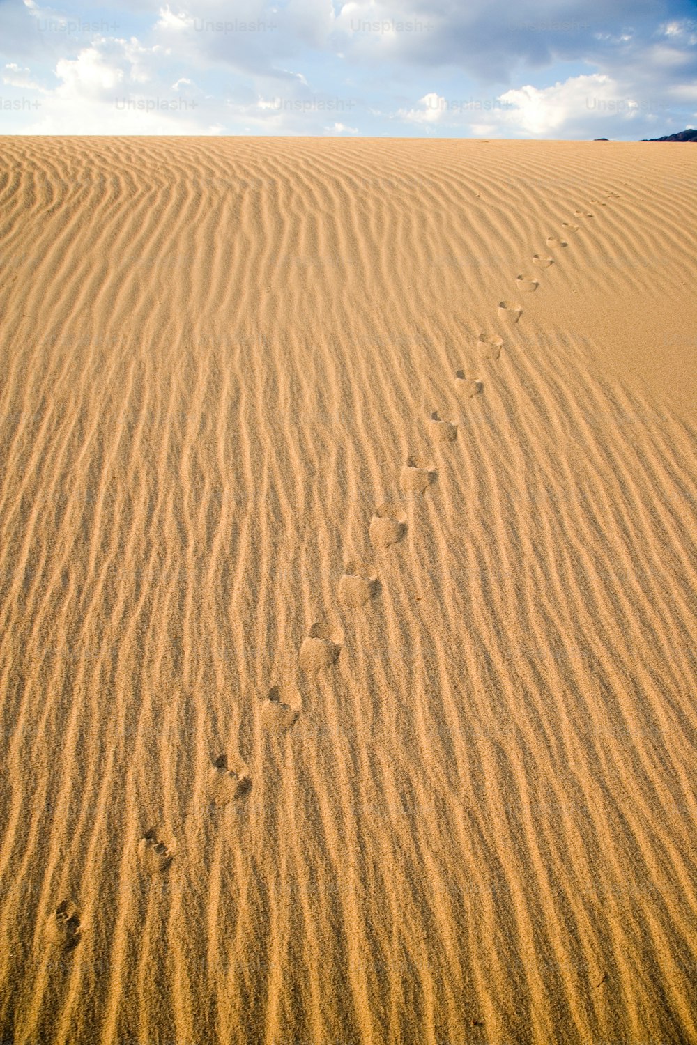 footprints in the sand on a sunny day