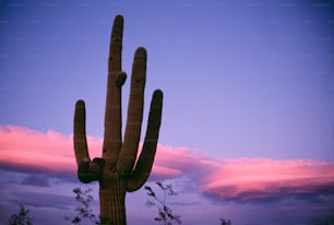 um grande cacto com um céu rosa no fundo