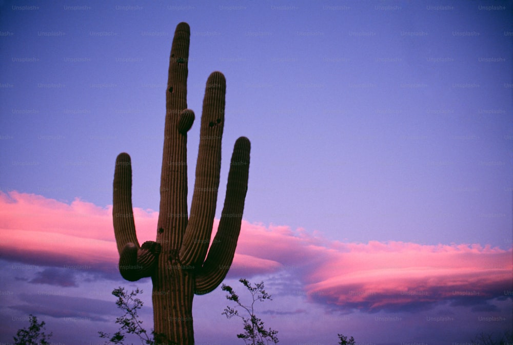 Un gran cactus con un cielo rosado en el fondo