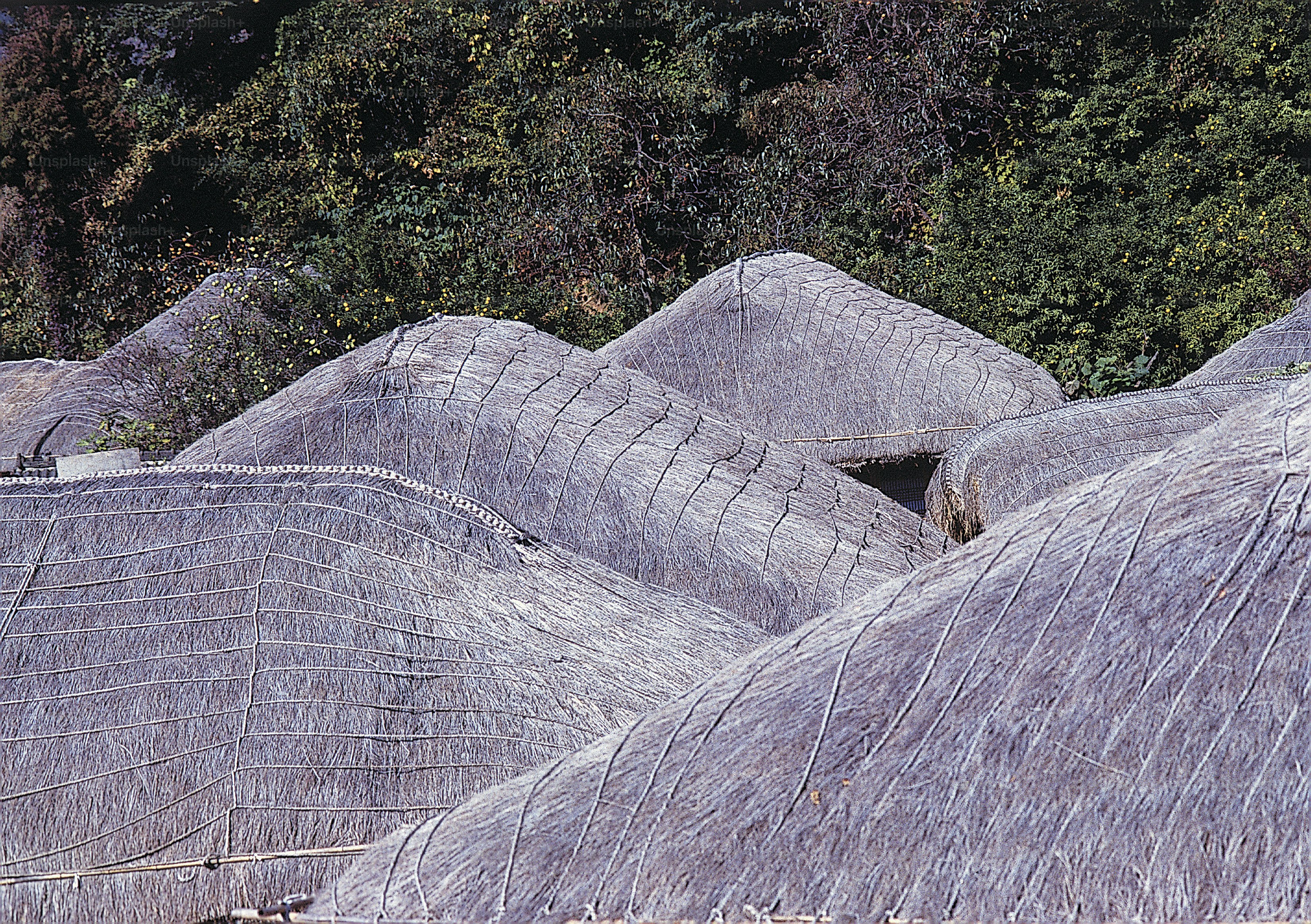 Eine Gruppe strohgedeckter Hütten mit Bäumen im Hintergrund