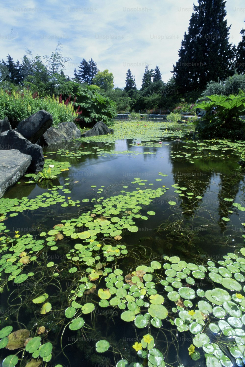 a pond filled with lots of water lilies