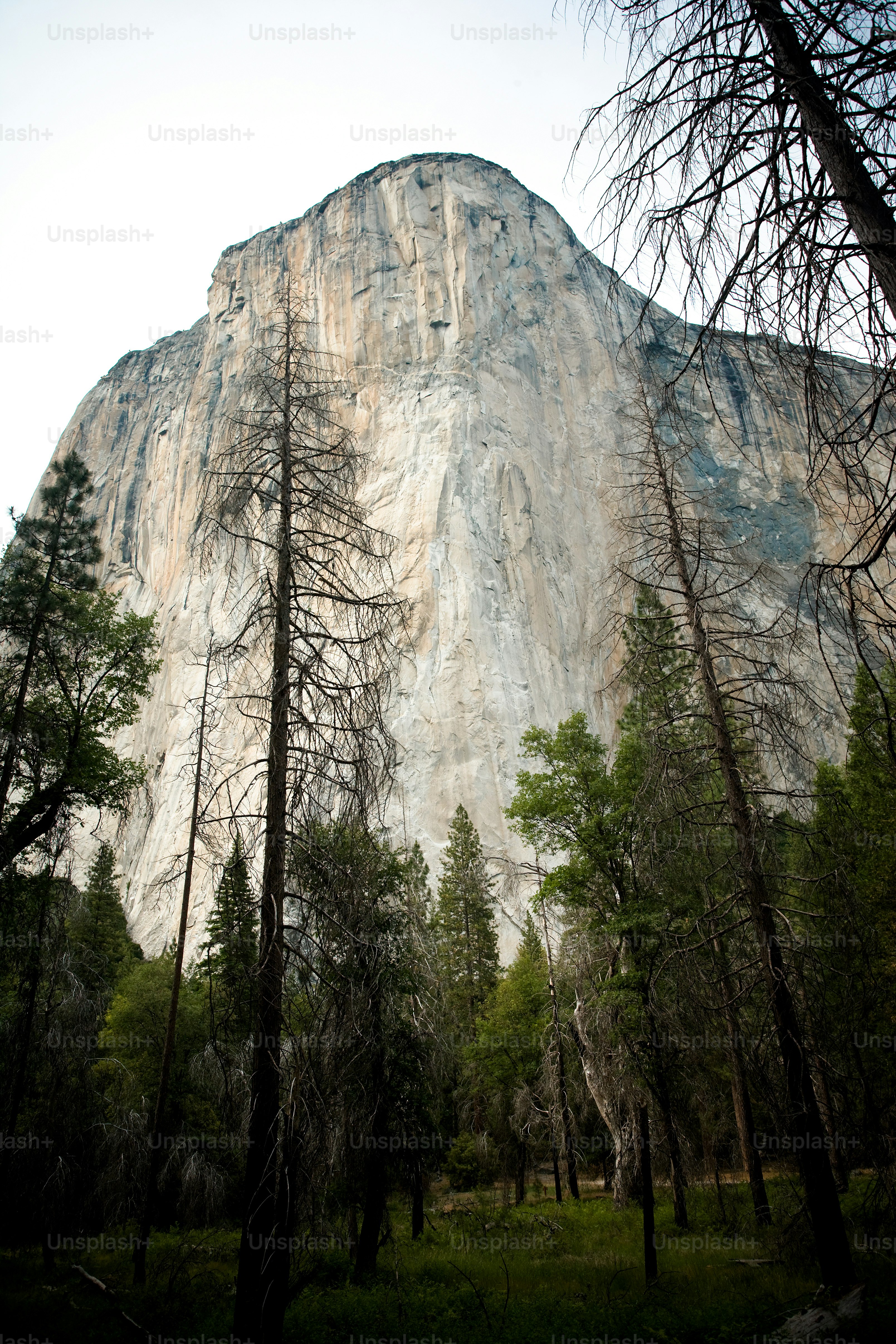 a tall mountain towering over a forest filled with trees