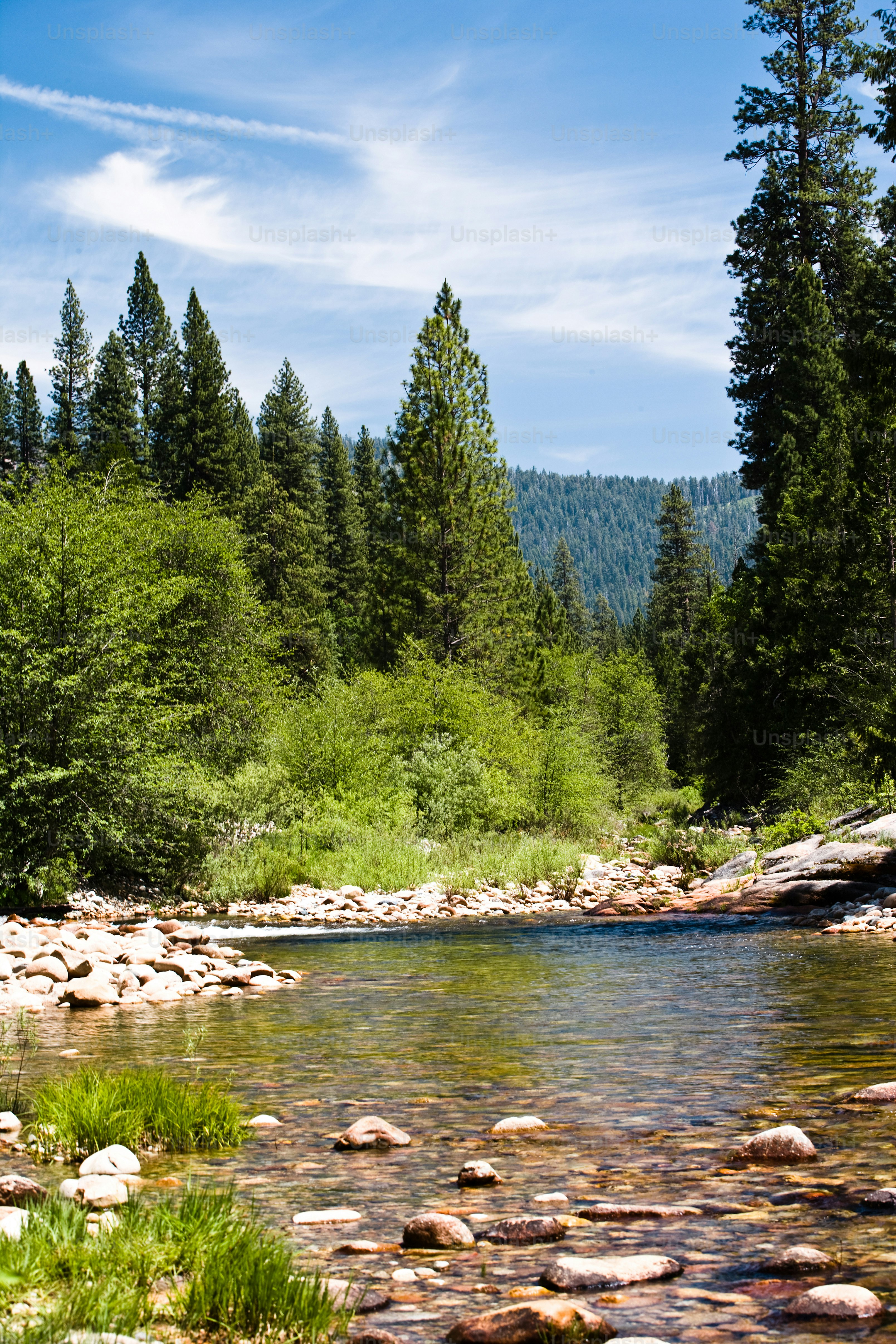 Une rivière qui coule à travers une forêt verdoyante photo – La nature ...