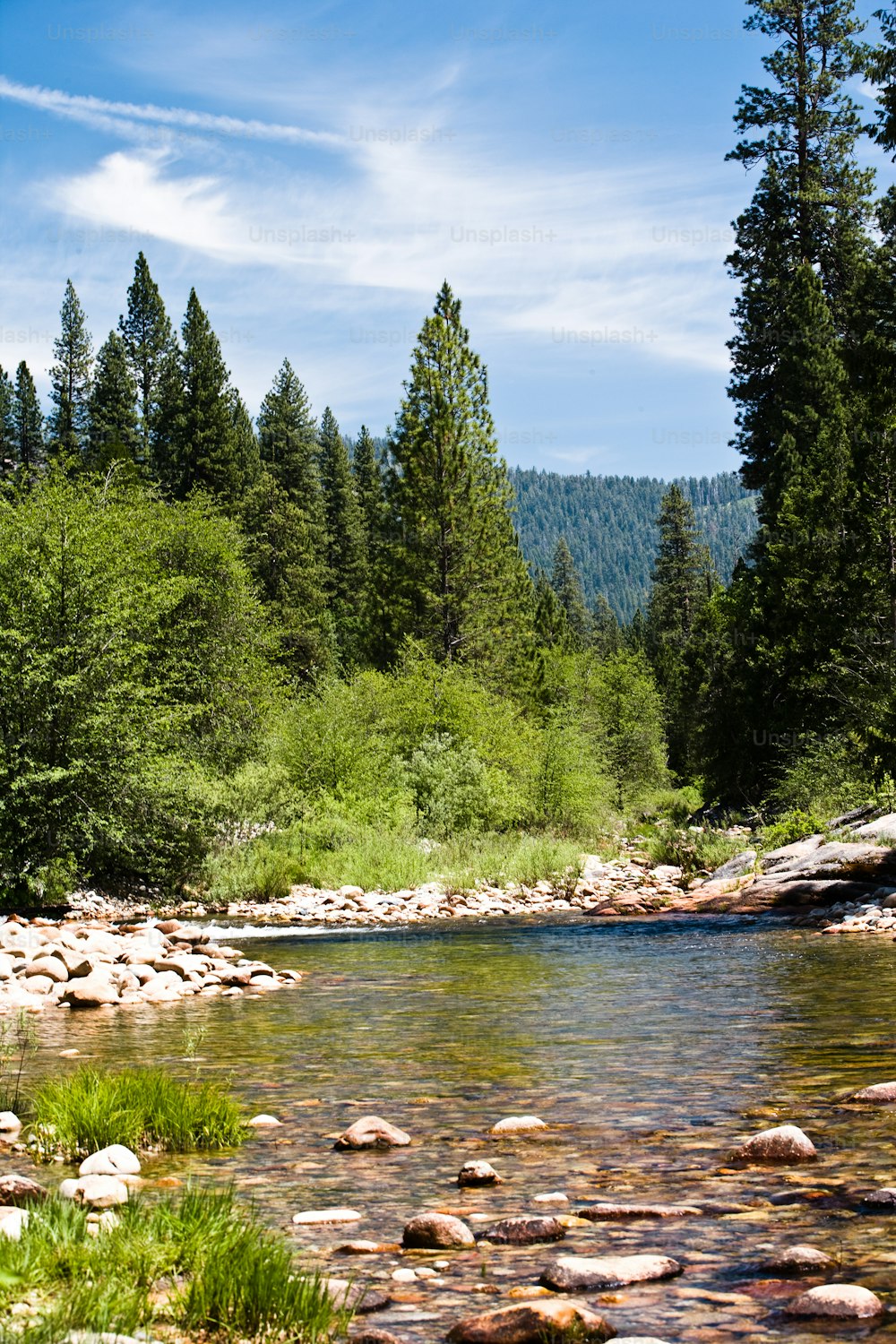 a river running through a lush green forest