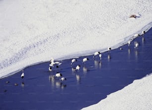 um grupo de pássaros em pé na borda de um corpo de água