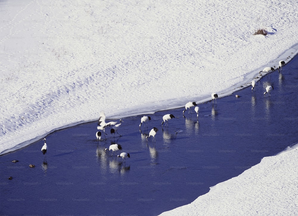 Un grupo de pájaros parados en el borde de un cuerpo de agua