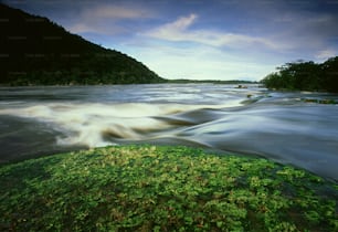 緑豊かな植物に囲まれた水域