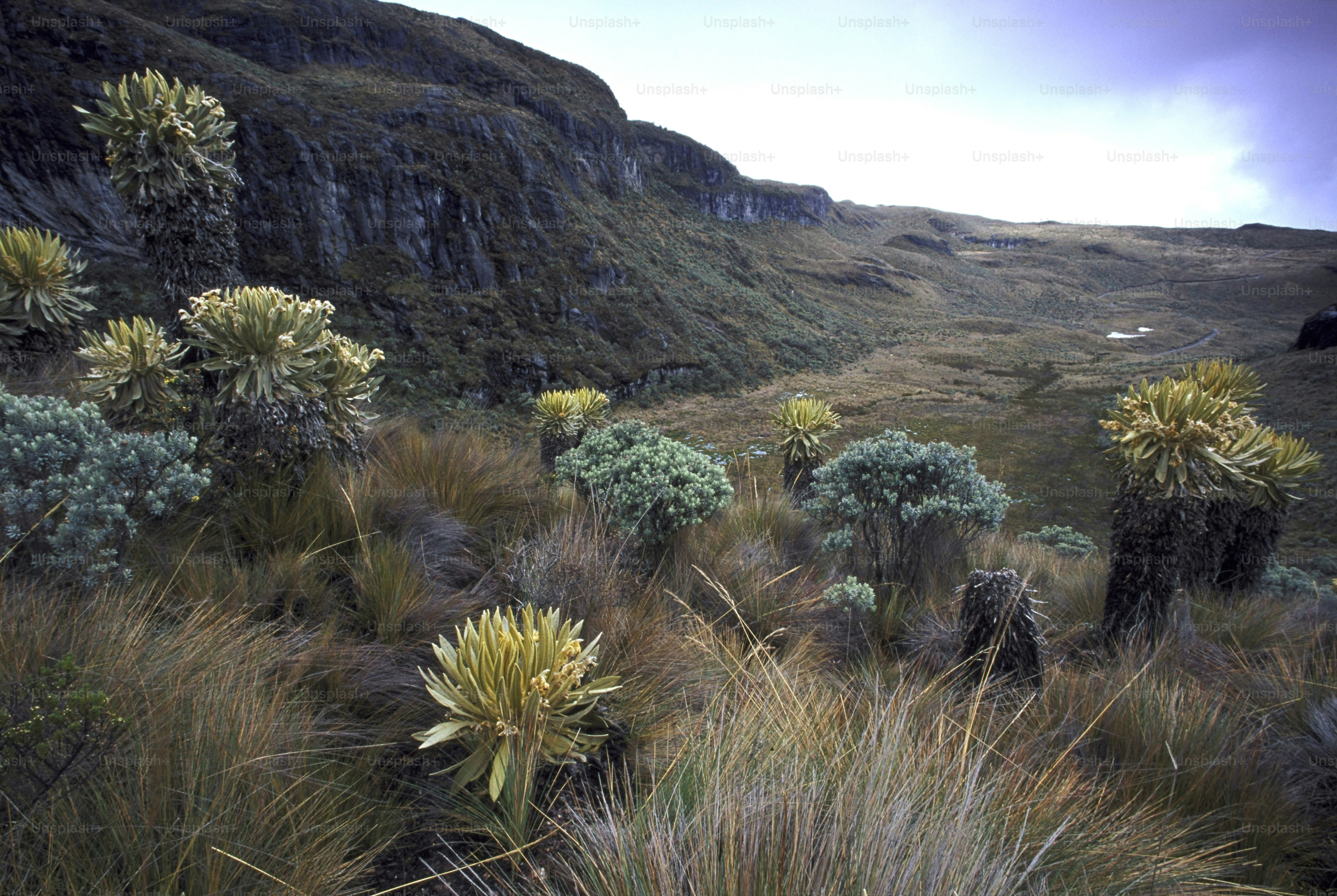 a group of plants that are in the grass