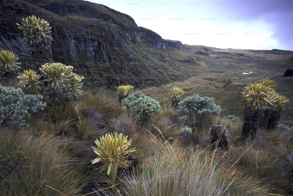 a group of plants that are in the grass