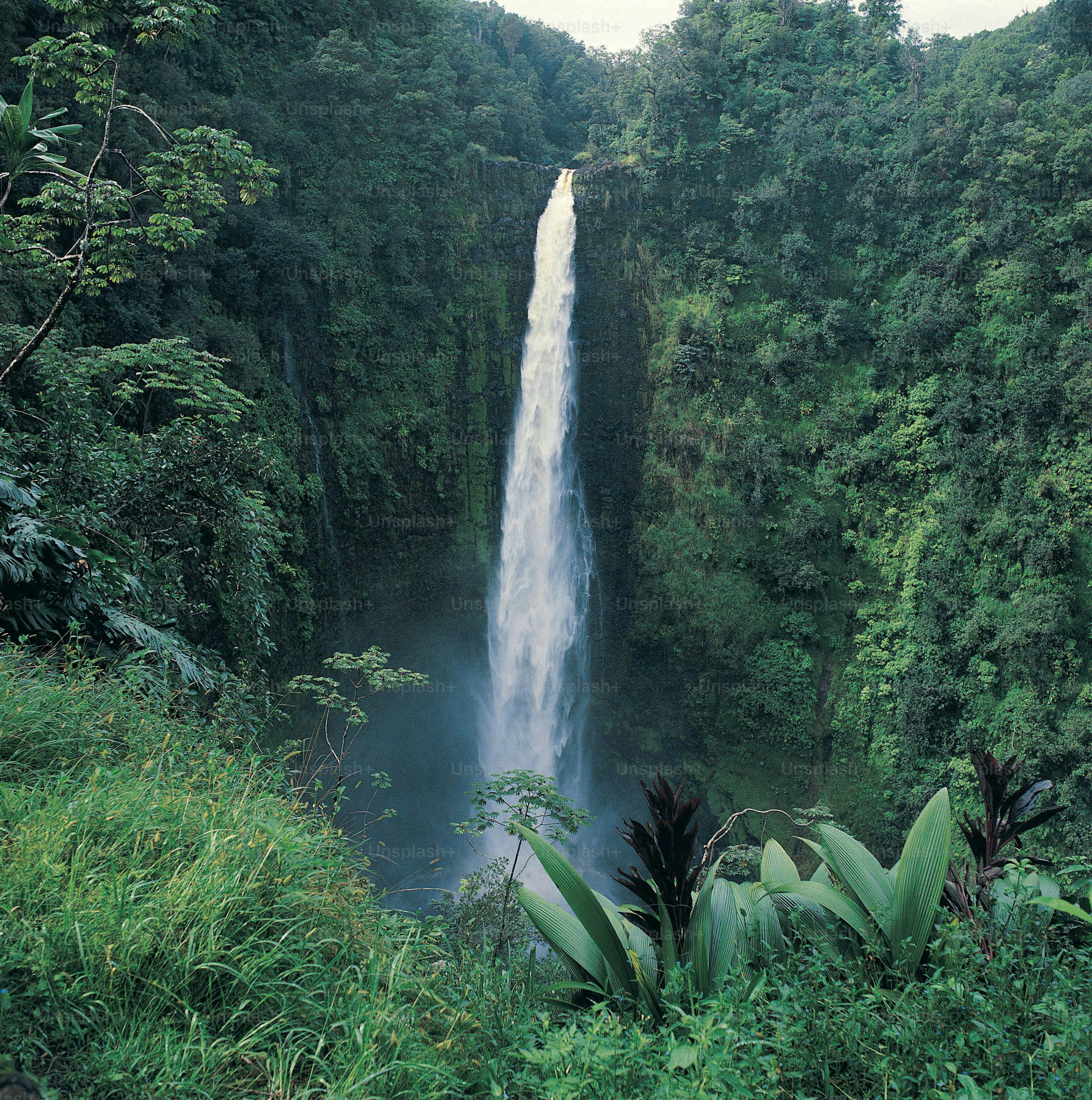 森の真ん中にある大きな滝