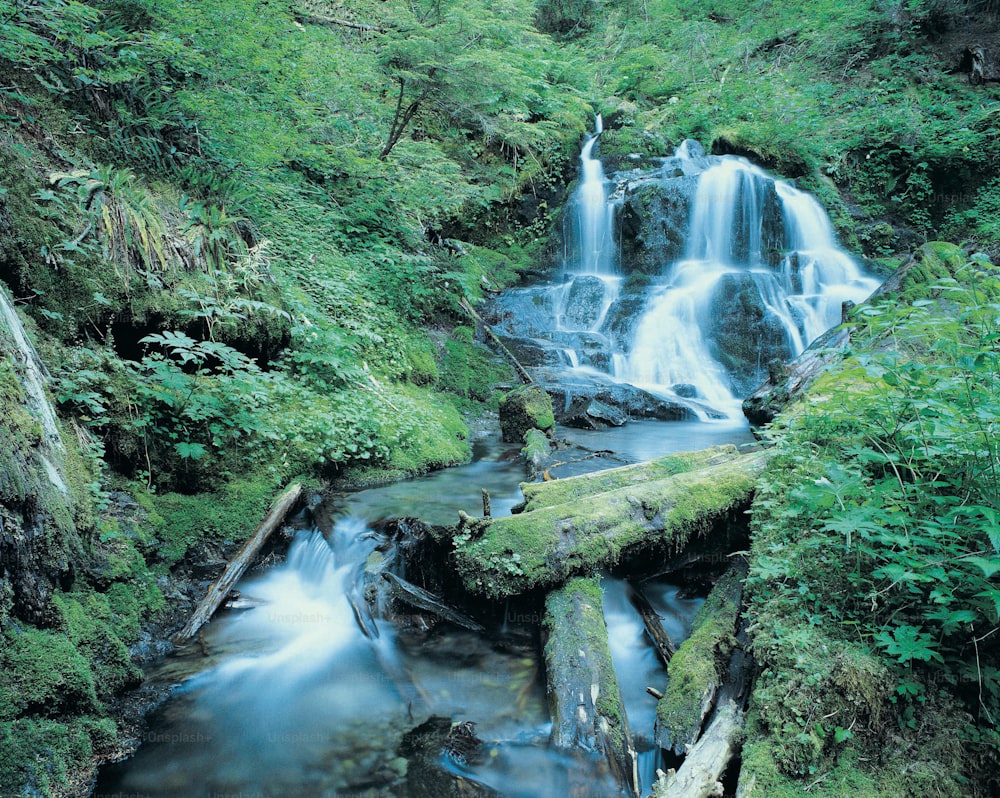 Una pequeña cascada en medio de un bosque