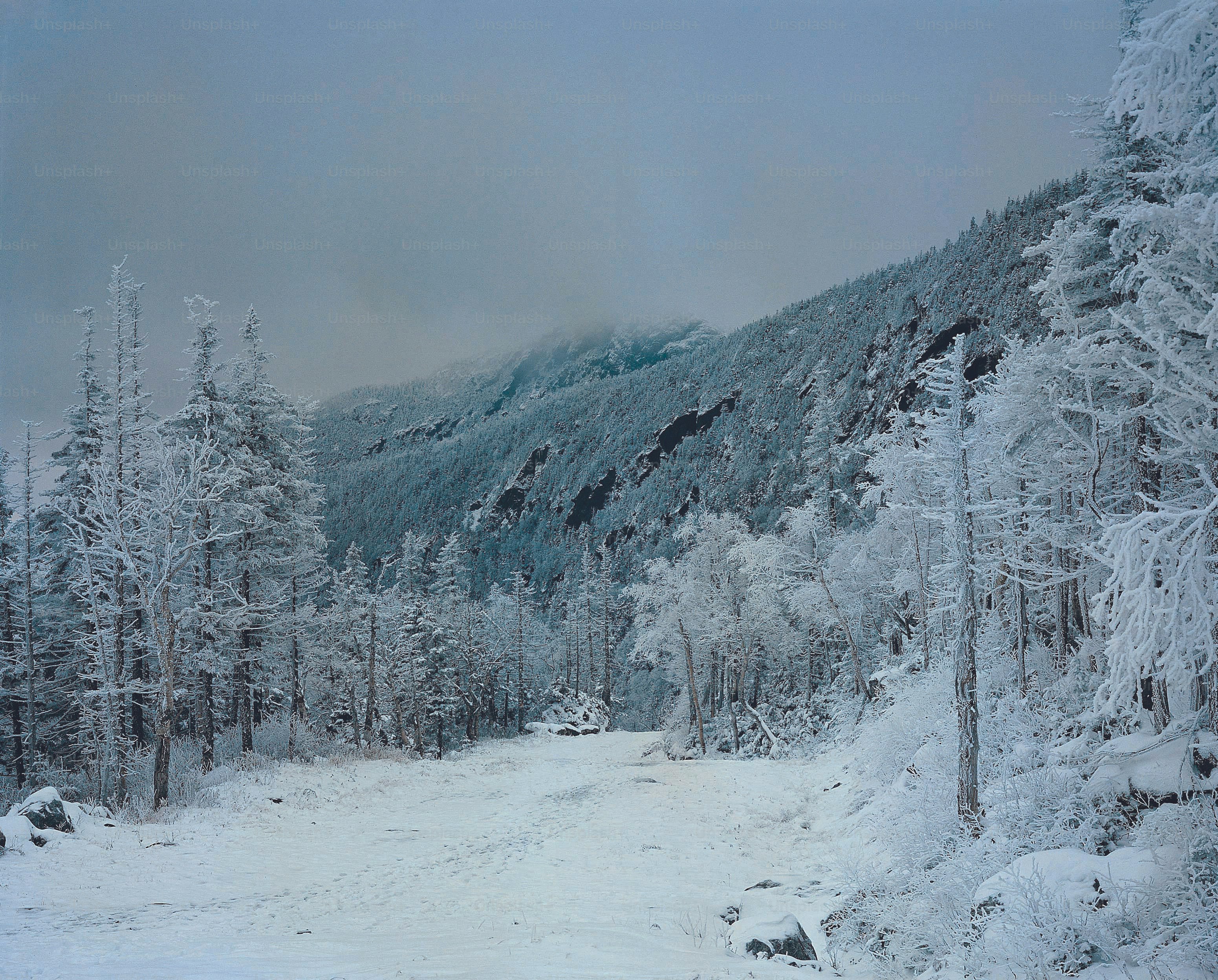 Une route enneigée au milieu d’une forêt