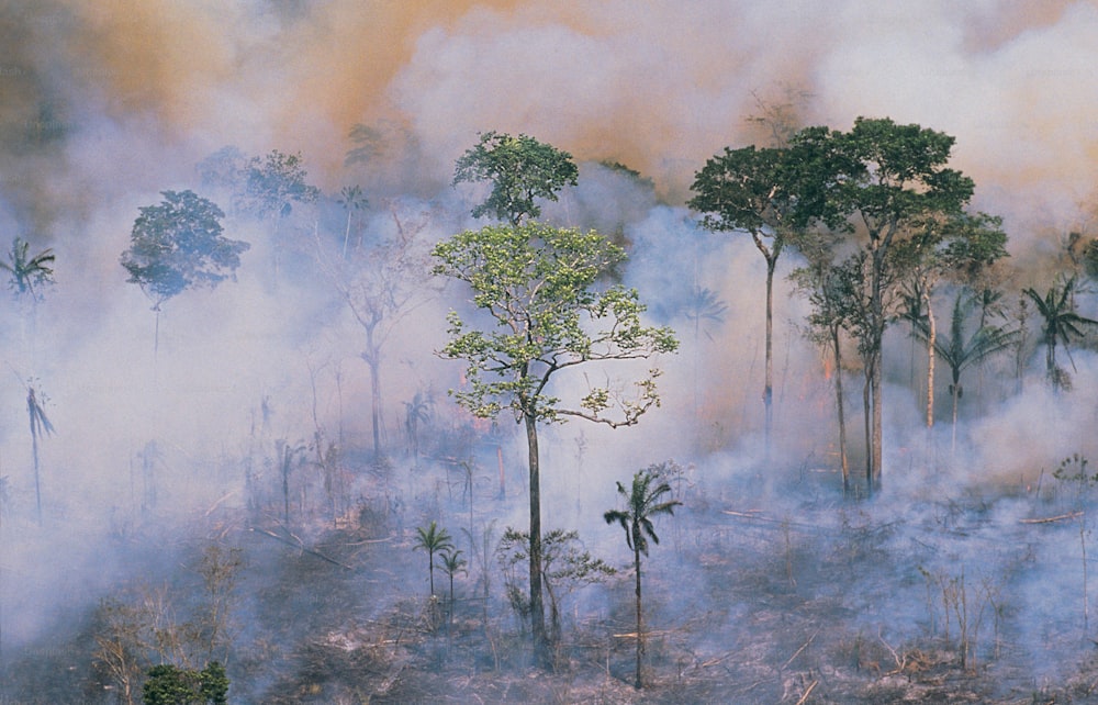 Una foresta piena di fumo e alberi