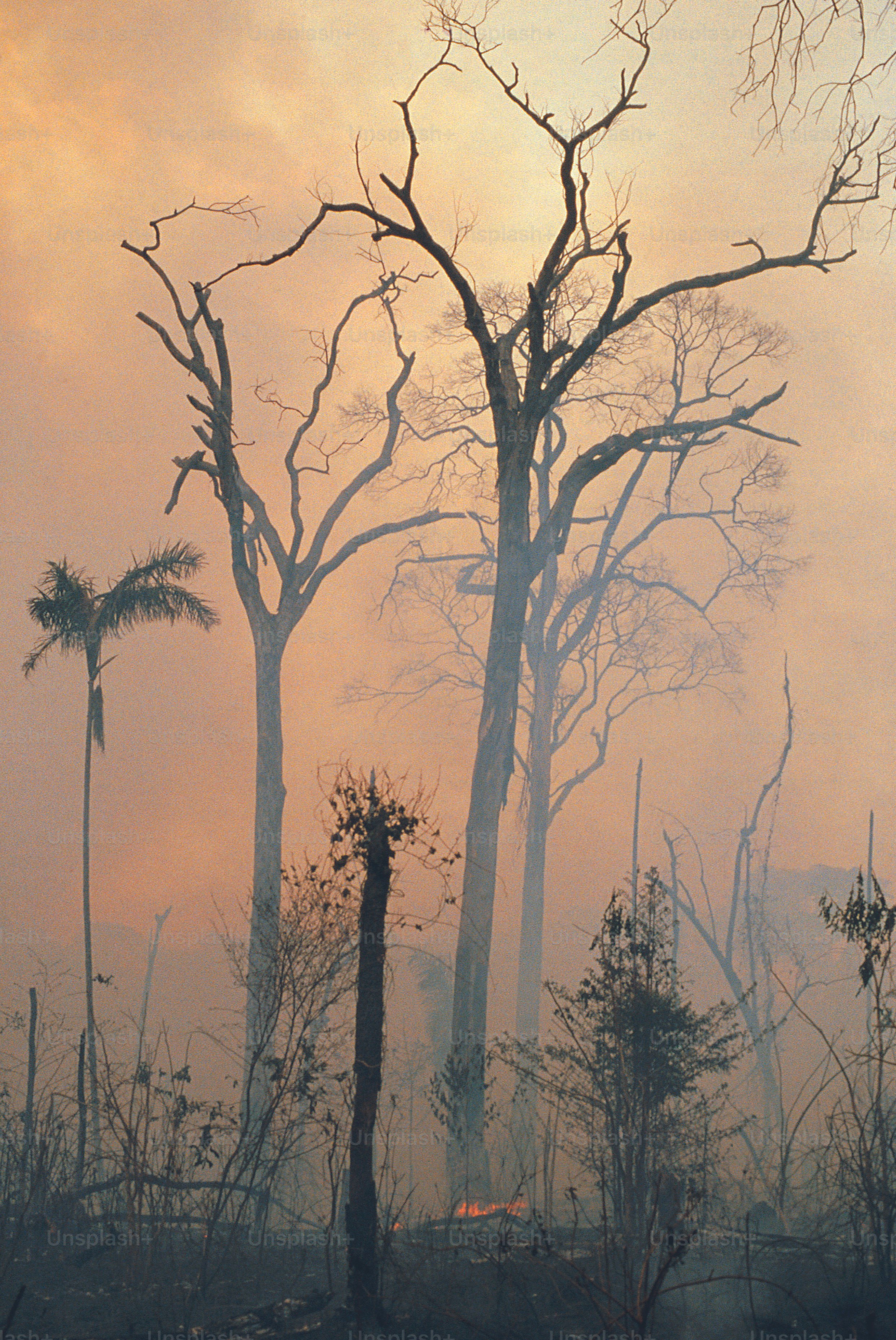 a forest filled with lots of tall trees