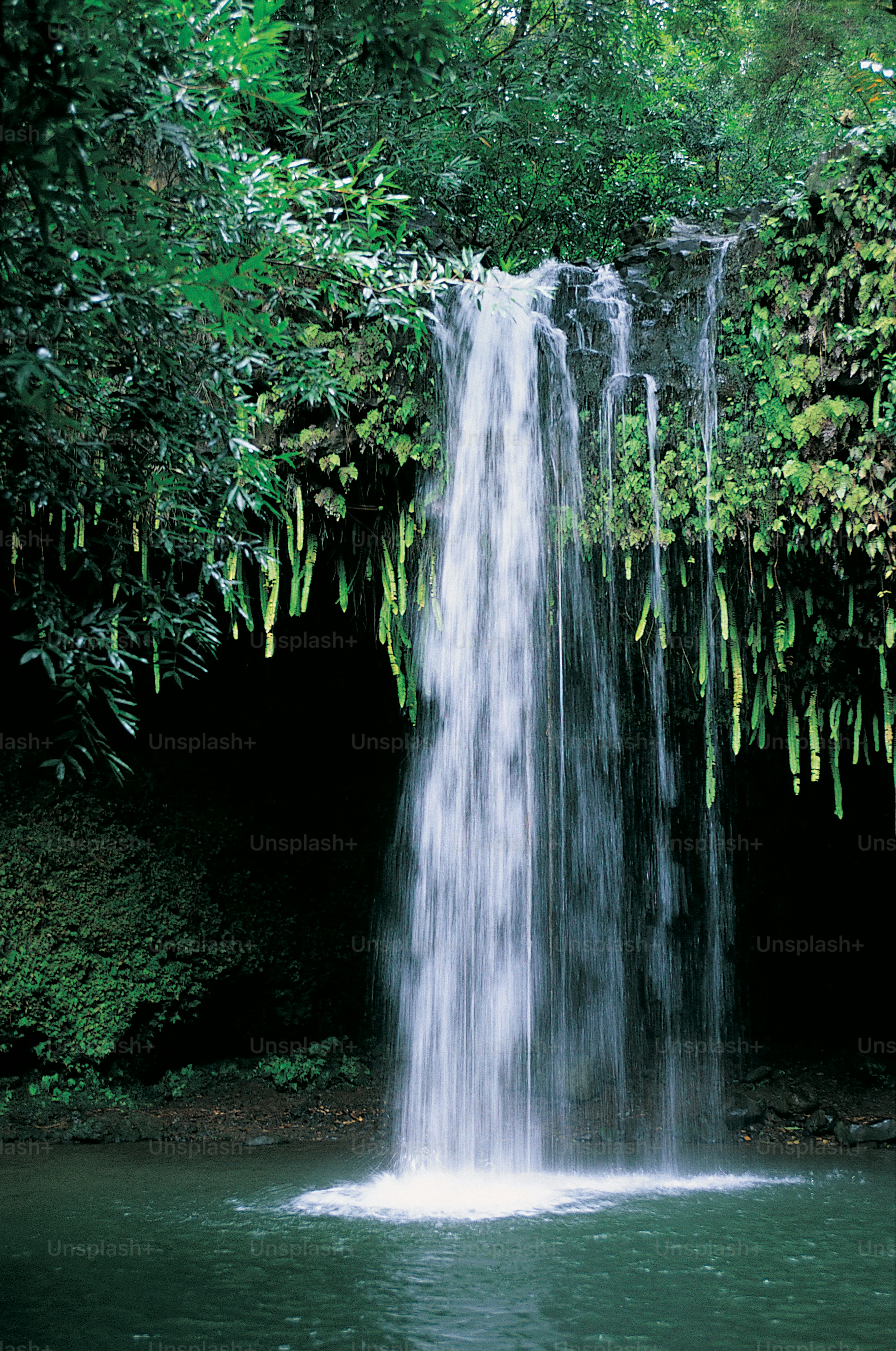 Une petite cascade au milieu d’une forêt