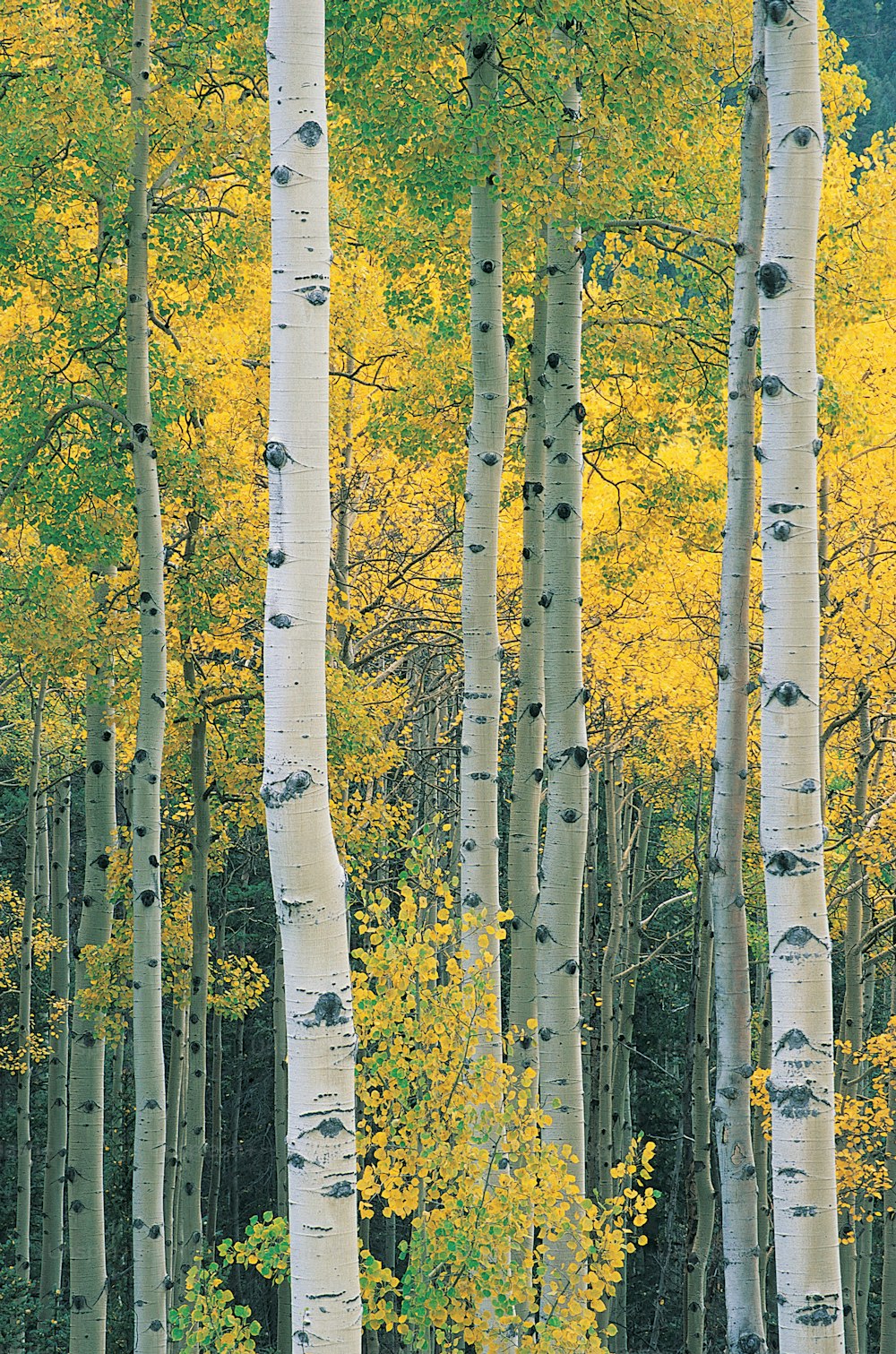a group of trees with yellow leaves in a forest