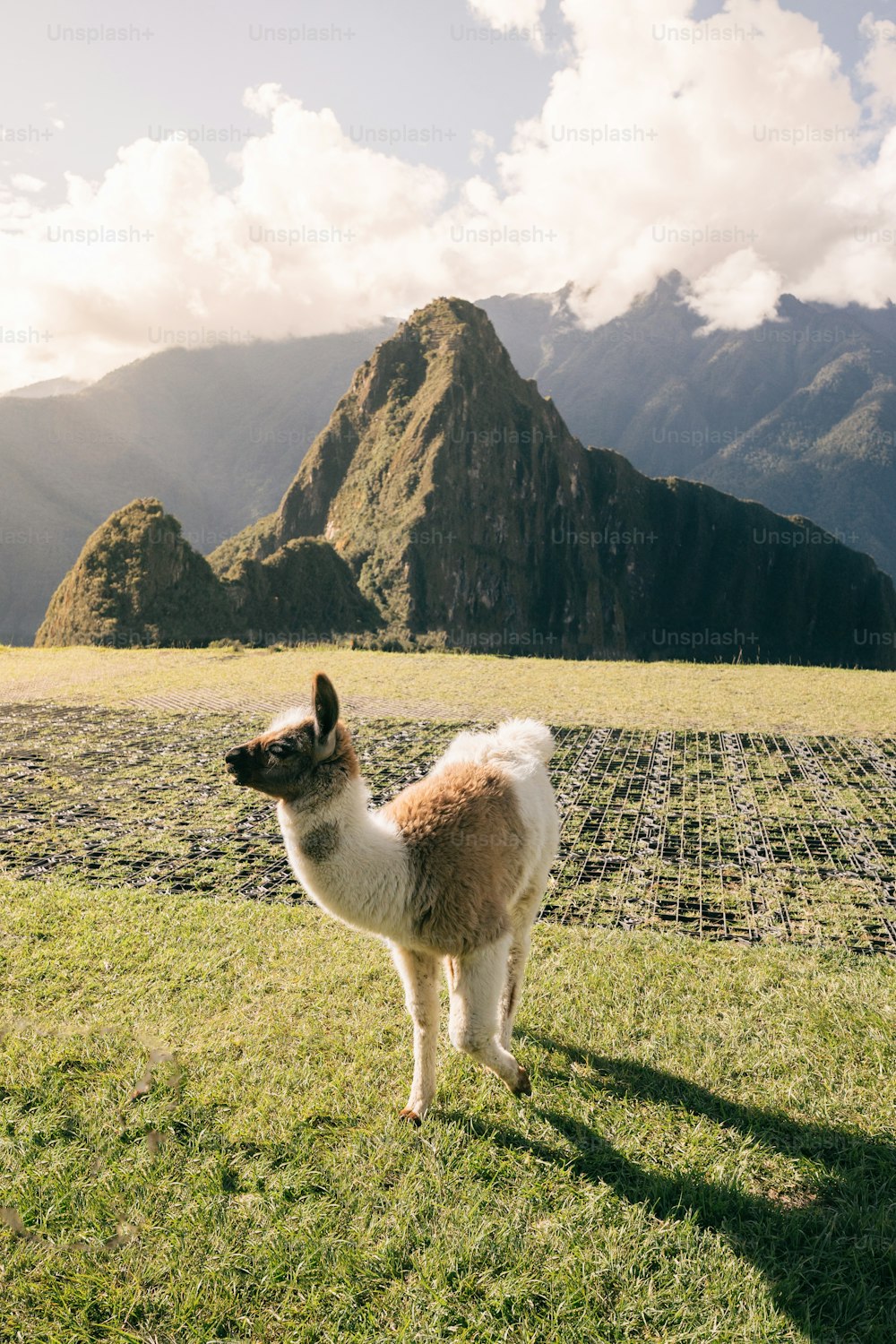 Ein Lama, das auf einem Feld mit Bergen im Hintergrund steht