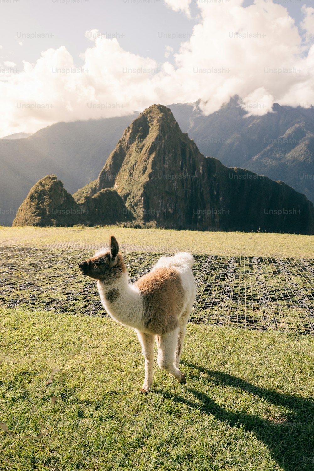 a llama standing in a field with mountains in the background