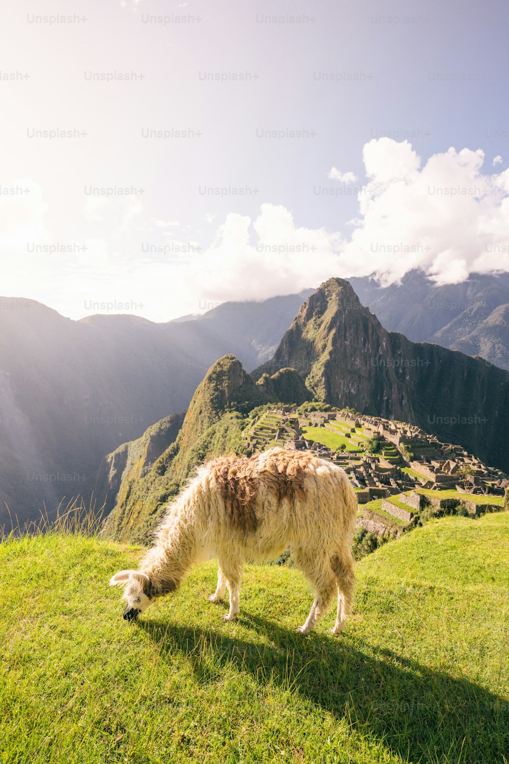 Un lama broutant dans un champ herbeux avec des montagnes en arrière-plan