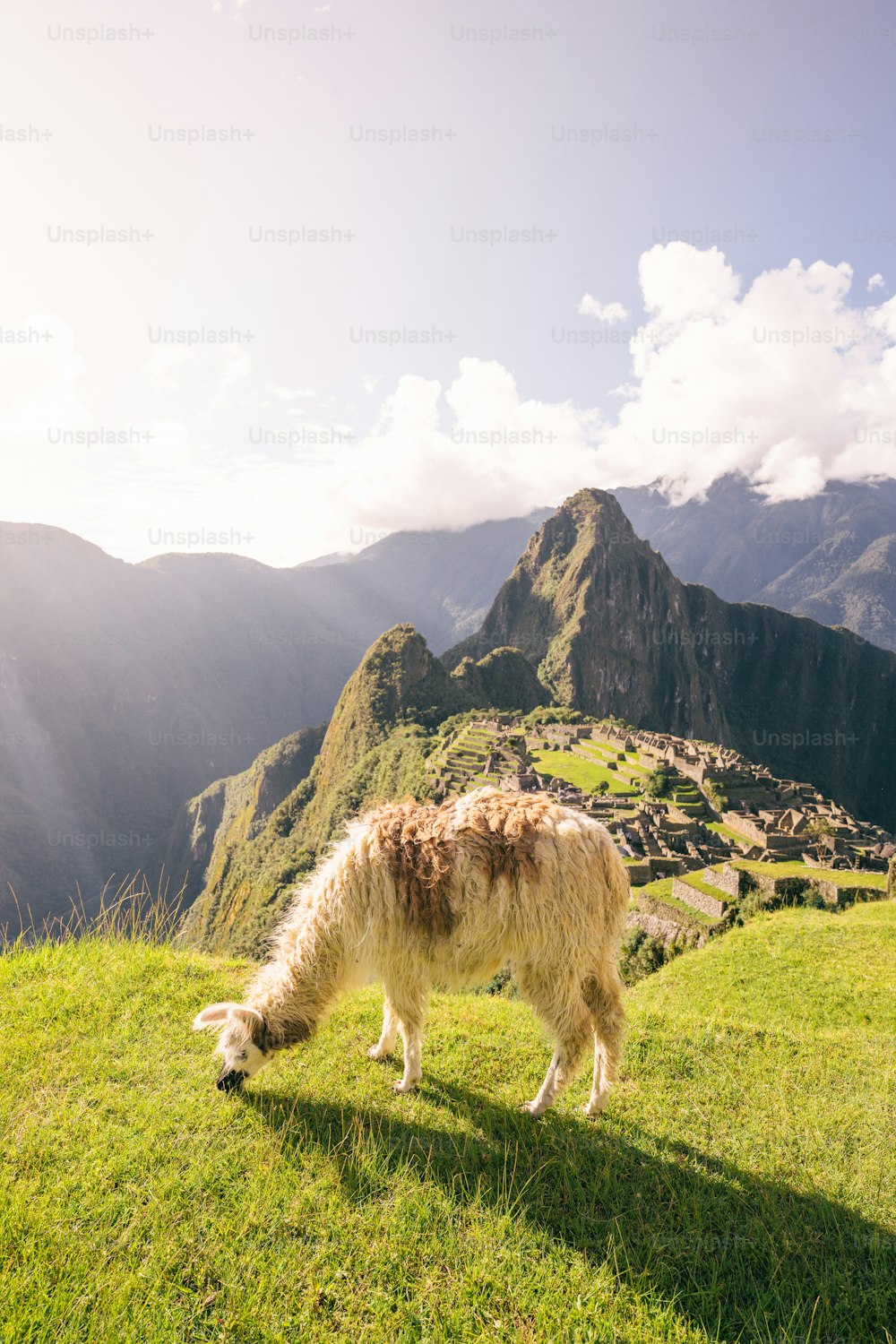 Una llama pastando en un campo cubierto de hierba con montañas al fondo