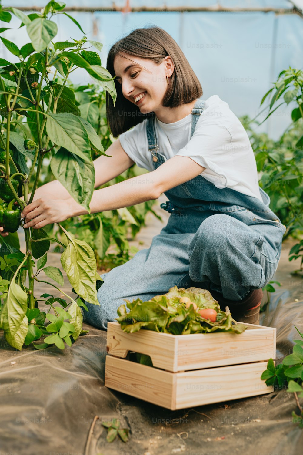 a woman kneeling down in a greenhouse picking lettuce