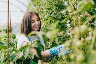 a woman picking tomatoes in a greenhouse